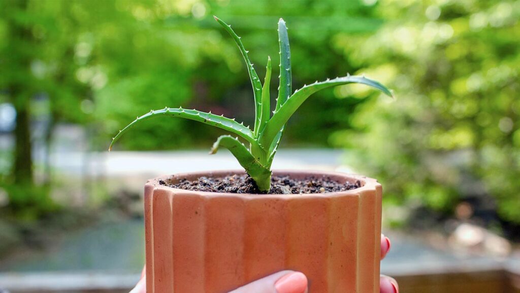 Easy way to grow aloe vera from cuttings