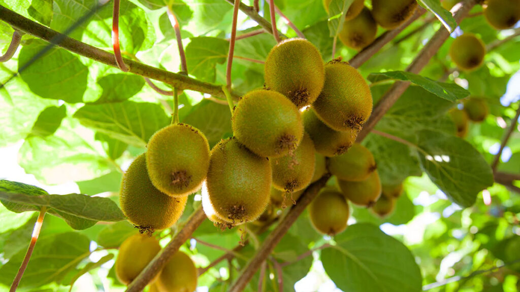 where does kiwi fruit come from?